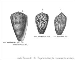 conus_arenatus-rda-img_558