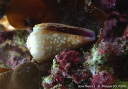 Conus_balteatus-phbo1