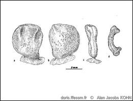 conus_coronatus-ajko-img_826