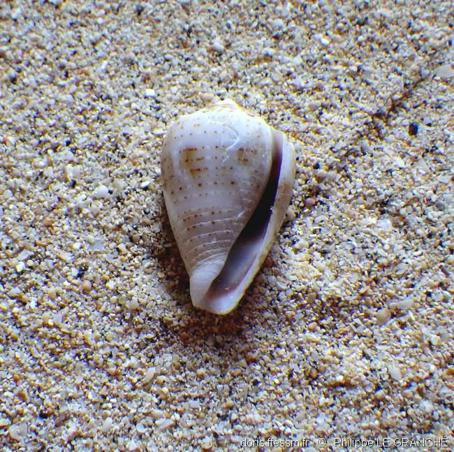 conus_coronatus-plg-img_615