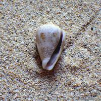 conus_coronatus-plg-img_615