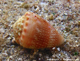 conus_miliaris-phbo-img_01