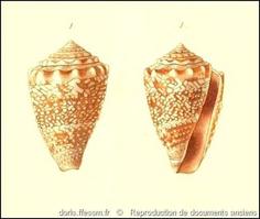 conus_miliaris-rda-img_655