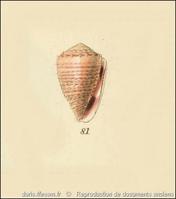 conus_miliaris-rda-img_81