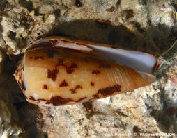 conus_striatus-phbo-img_01