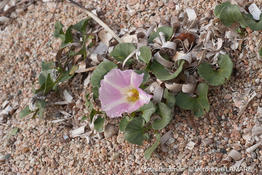 convolvulus_soldanella-vl1