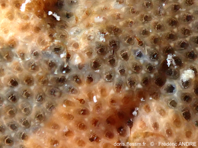Bryozoaire résille brune