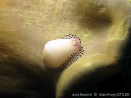 calpurnus_verrucosus-aps520