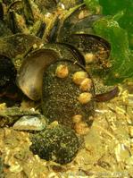 mytilus_galloprovincialis-8