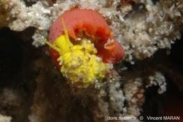 epidendrium_billeeanum-3