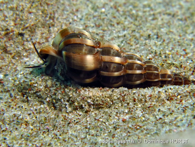 Scalaire dorée