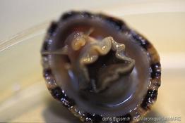 patella_rustica-6