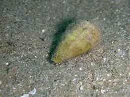 conus_mediterraneus-vm-01
