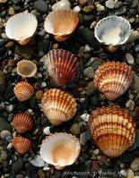 acanthocardia_tuberculata-fa3