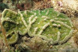 mycetophyllia_aliciae_ap1