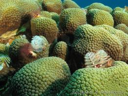 orbicella_annularis_ap1
