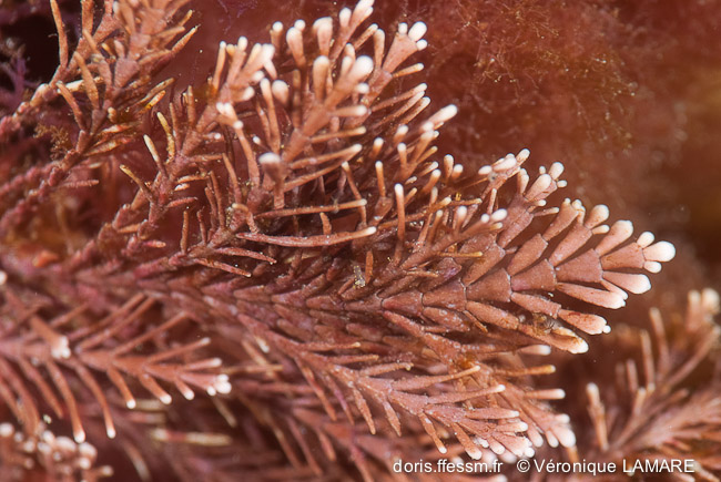 Coralline