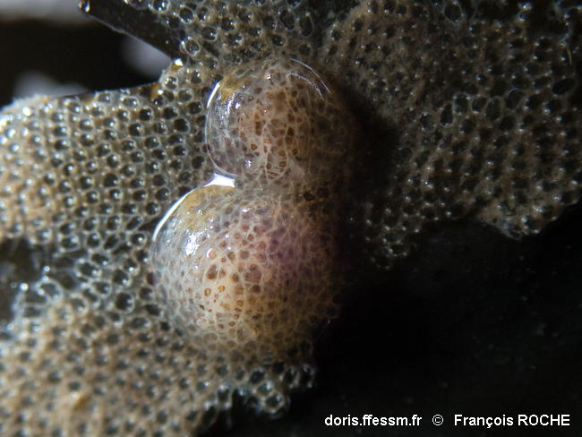 Corambe_testudinaria-frro01