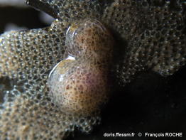 Corambe_testudinaria-frro01