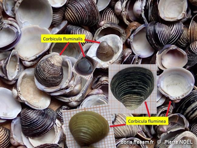 corbicula_sp-pno-10