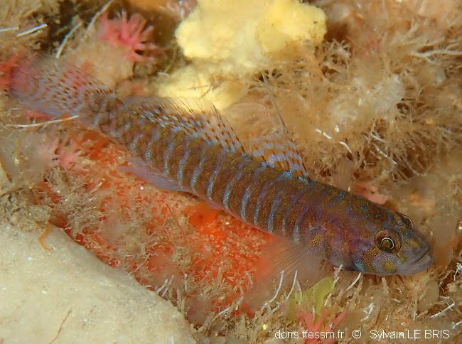 Gobie corail nain