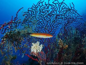 coris_melanura-dg1