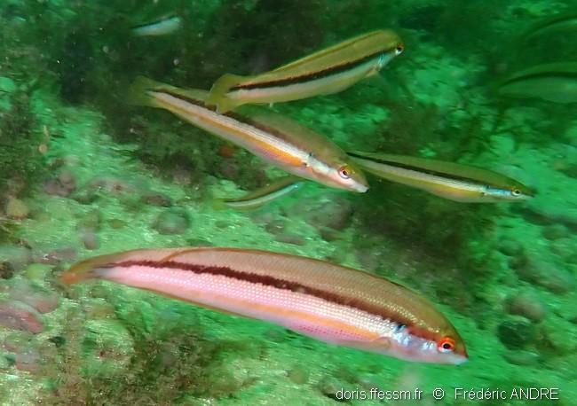 coris_melanura-fa1