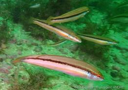 coris_melanura-fa1