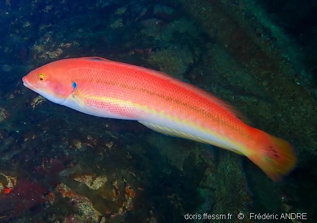 coris_melanura-fa2