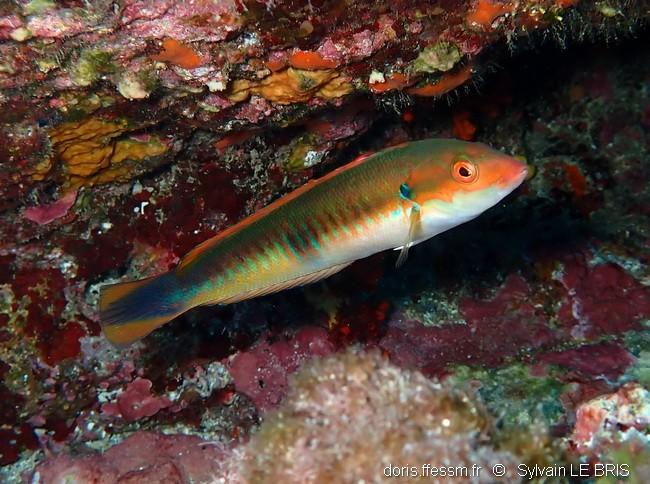 coris_melanura-slb1