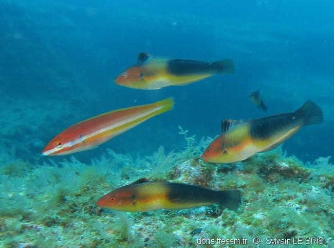 coris_melanura-slb2