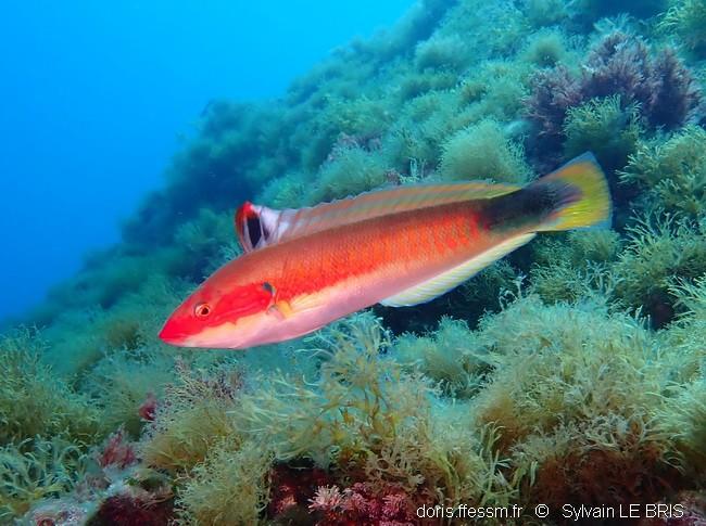 coris_melanura-slb3