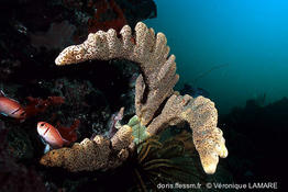agelas_conifera_vl1