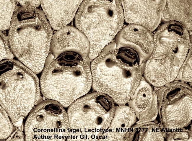 Coronellina fagei-Reverter_Gil_Oscar