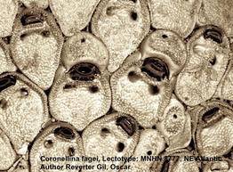 Coronellina fagei-Reverter_Gil_Oscar