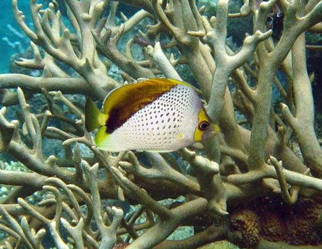 Poisson-papillon des Marquises