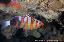 choerodon_fasciatus_vl2