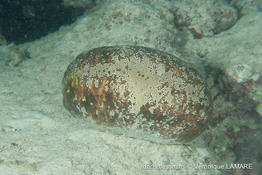 actinopyga_lecanora-vl1