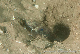 cryptocentrus_strigilliceps-vl1