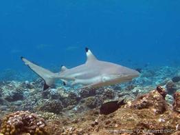 carcharhinus_melanopterus-slb3