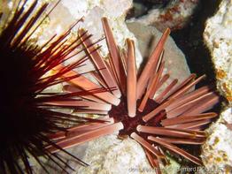 heterocentrotus_mammillatus-bb1