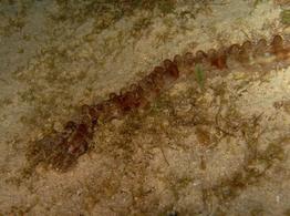 Euapta_lappa_fa1
