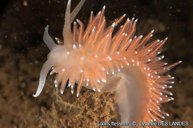 Coryphella_verrucosa-ldl00503
