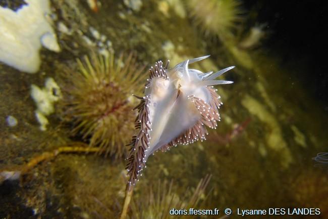 coryphella_verrucosa-ldl00506