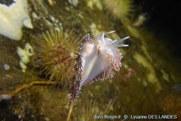 coryphella_verrucosa-ldl00506