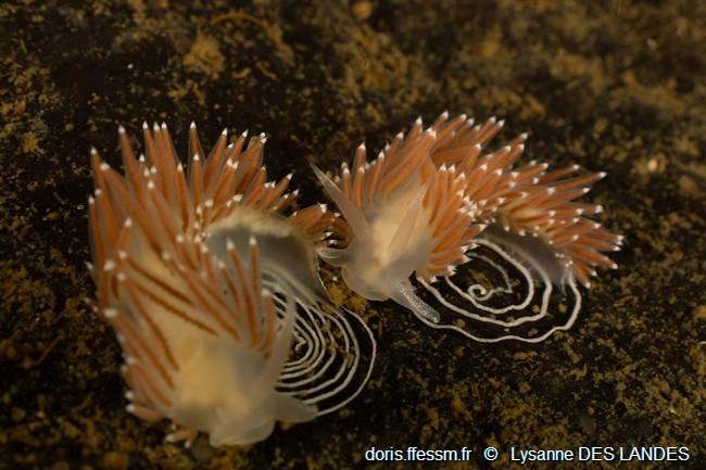 coryphella_verrucosa-ldl00601