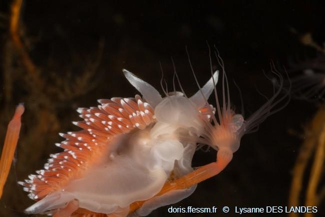 coryphella_verrucosa-ldl01