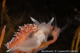 coryphella_verrucosa-ldl01