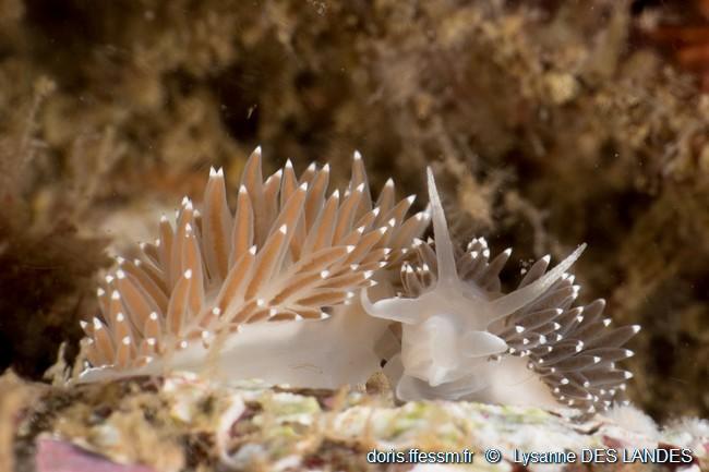 Coryphella_verrucosa-ldl1002