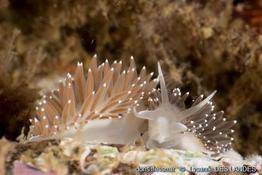 Coryphella_verrucosa-ldl1002